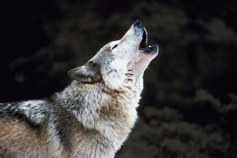To See Like A Wolf .